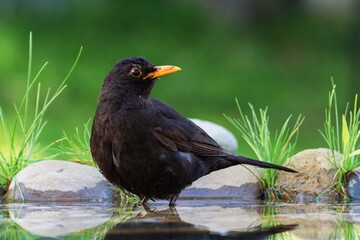 Blackbird, male standing in the water of a bird's waterhole. Czechia. Europe. 
