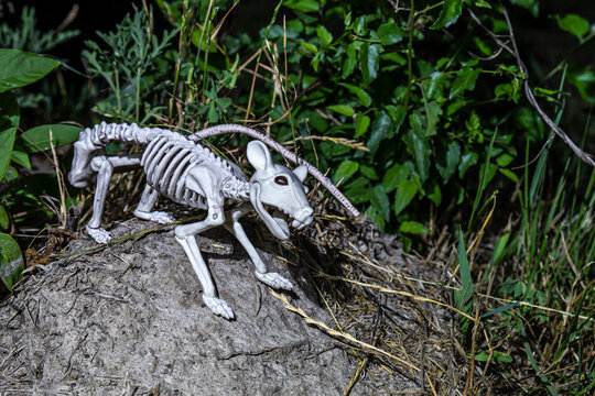 Haunted rat skeleton at night