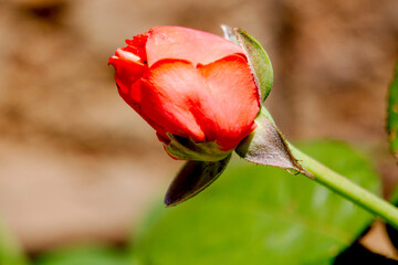 Fototapeta premium Orange rose bud closeup with wall background