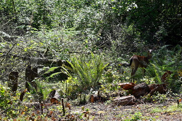 Grazing in the Woods