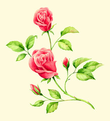 Hand drawn watercolor red English Roses. Romantic background for web pages, wedding invitations, wallpaper.