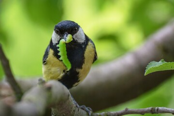 Fototapeta premium The great tit carries a caterpillar to the young. Czechia. Europe. 