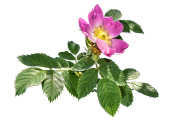 Rosa canina stalk with pink flower and green leaves, isolated on white background. Flowering of a useful medicinal dog rose plant, close-up
