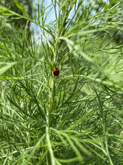 ladybug on green leaf