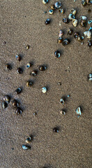 shells in the sand