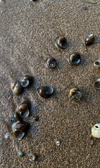 Fototapeta na wymiar shells in the sand