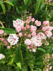 pink cherry blossom