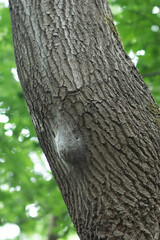 Obraz premium cocoon of oak processionary caterpillars on oak trunk. Dangerous insects on a tree.