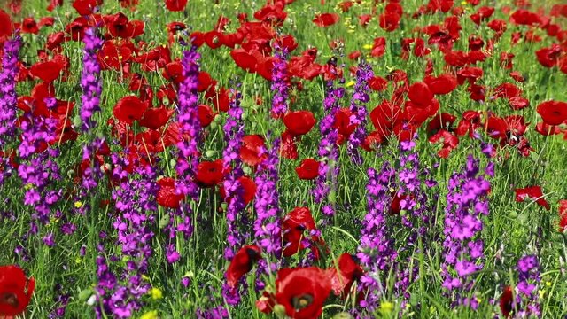 Nature's spring adventure, flowers and colors
