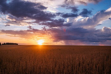 Fototapeta na wymiar sunset, soy, agriculture, plantação de soja, rural soy