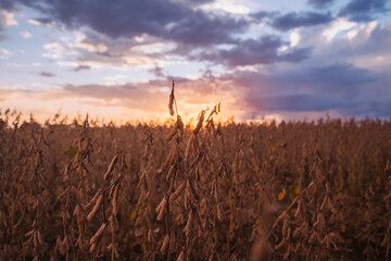 sunset, soy, agriculture, plantação de soja, rural soy