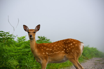 Naklejka na ściany i meble Wild Ezo deer in pristine forest, Shiretoko National Park, Hokkaido, Japan.