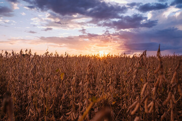 sunset, soy, agriculture, plantação de soja, rural soy