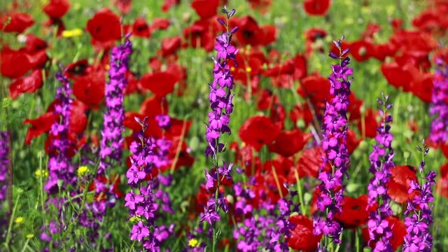 Nature's spring adventure, flowers and colors
