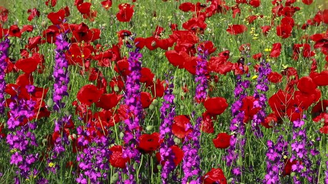Nature's spring adventure, flowers and colors
