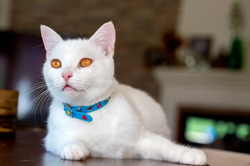 Pet animal; white british shorthair cat