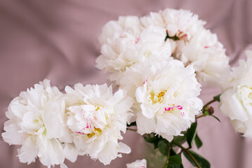 White peony flowers on a light background