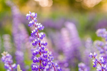 Summer flower background with purple flowers and sunlight. Lupins in the field close up