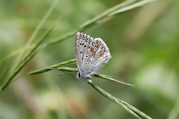 A Chalk Hill Blue Butterfly perched on grass.