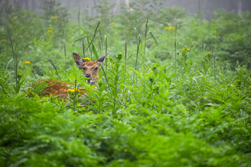 Wild Ezo deer in pristine forest Shiretoko National Park, Hokkaido, Japan, during misty summer morning.