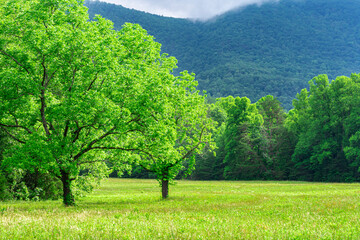 Smoky Mountain Meadow For Background