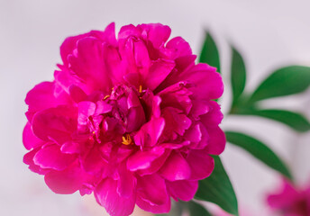 beautiful pink peonies close-up. Flower petals