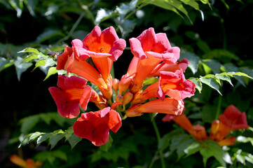 Red trumpet vine  (Campsis radicans) with bee