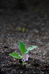 Young Eggplant Blossom With Copy Space