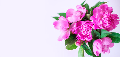 background with pink peonies. Blooming summer banner