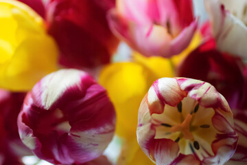 Obraz na płótnie Canvas Beautiful bouquet of colorful tulips on a window background.