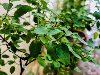 green leaves in the garden