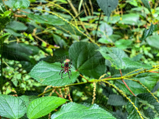 spider on a leaf