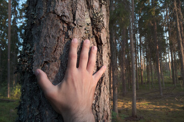 A hand touched a tree trunk