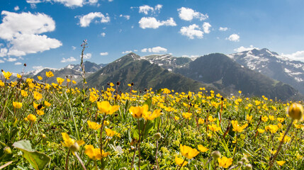 yellow flowers in the mountains