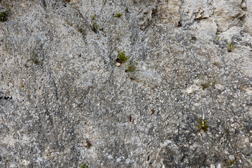 Lizard on the rock