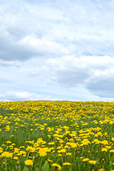 Lonely trees on a hill, a field with dandelions.