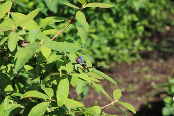 honeysuckle berries on the bushes in the garden