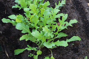 green salad arugula leaves close up in the garden