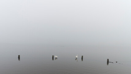 Two geese at Abcoudermeer, The Netherlands