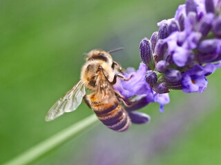 Closeup of a honey bee on a purple lavender flower