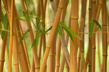 Bamboo thicket