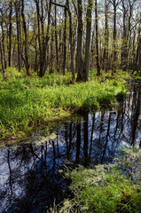 spring green forest and the reflection of tree trunks in the river