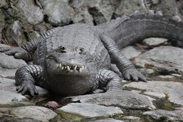 alligator in the zoo