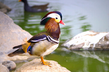 Pato Mandarin