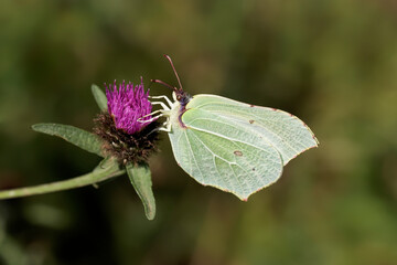 A Brimstone Butterfly nectaring on a knapweed flower.