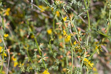 Clusters of small yellow blossoms from Deerweed, Acmispon Glaber, Fabaceae, native Perennial in Pioneertown Mountains Preserve, Southern Mojave Desert, Springtime.