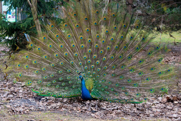 Obraz premium Peacock peafowl with open tail, beautiful representative