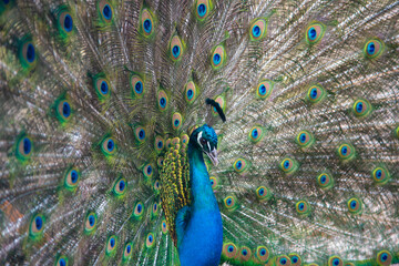 Fototapeta premium Peacock peafowl with open tail, beautiful representative