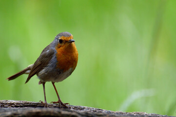 Fototapeta premium Erithacus rubecula