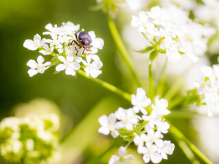A Acorn Weevil (Curculio Glandium) sitting on some flowers © Robrecht